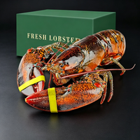 Live Boston Lobster